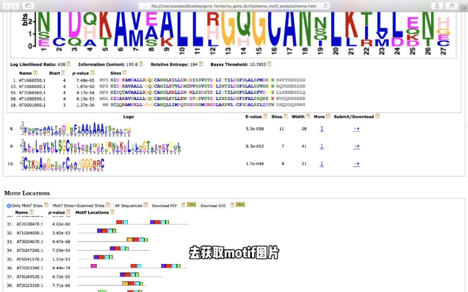 【基因家族分析】基因家族基因序列 motif 分析保姆级教程来啦!这么详细还不快码住?哔哩哔哩bilibili