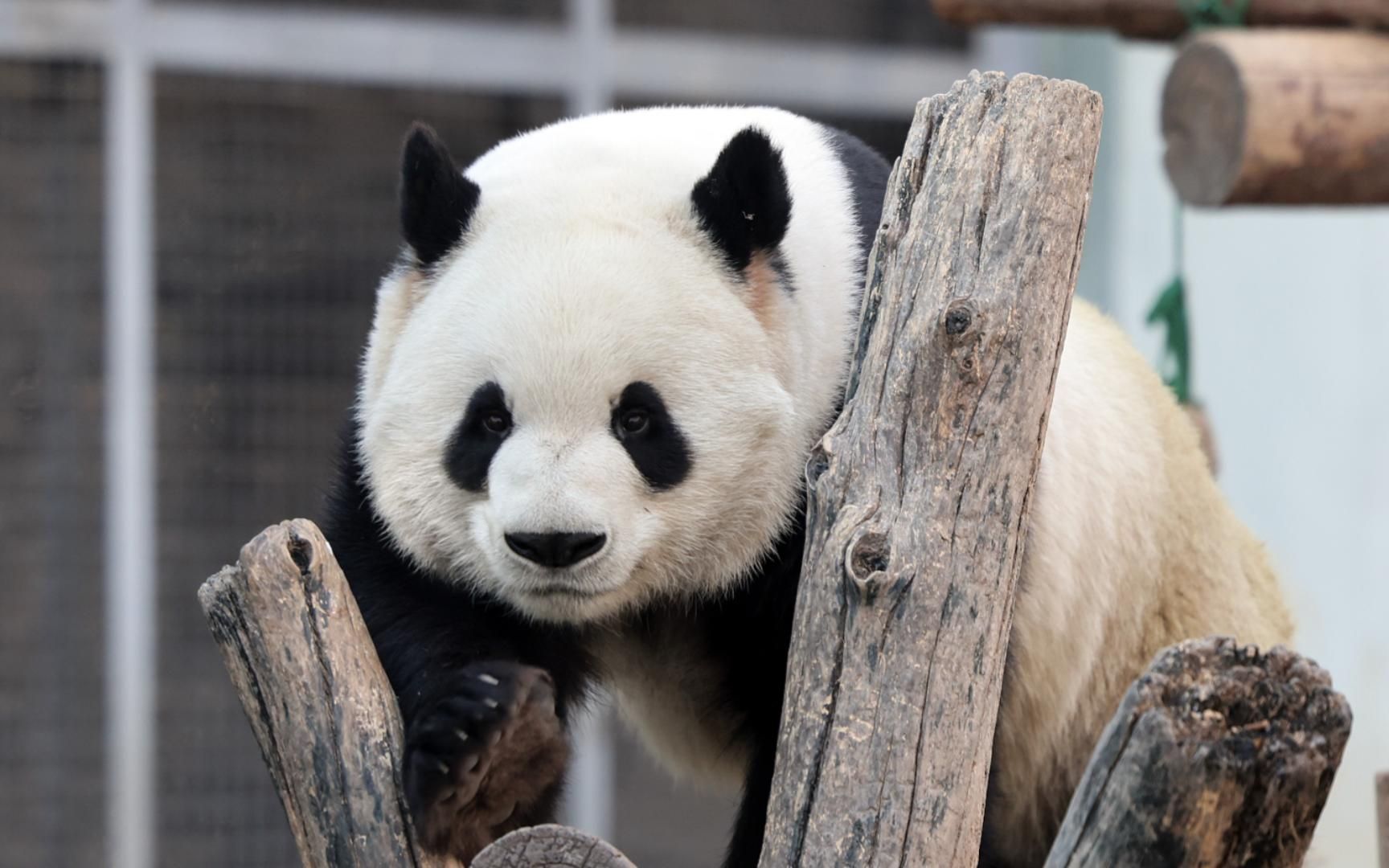 【大熊猫萌兰】分三次拆掉了监控摄像头.2021年摄于北京动物园