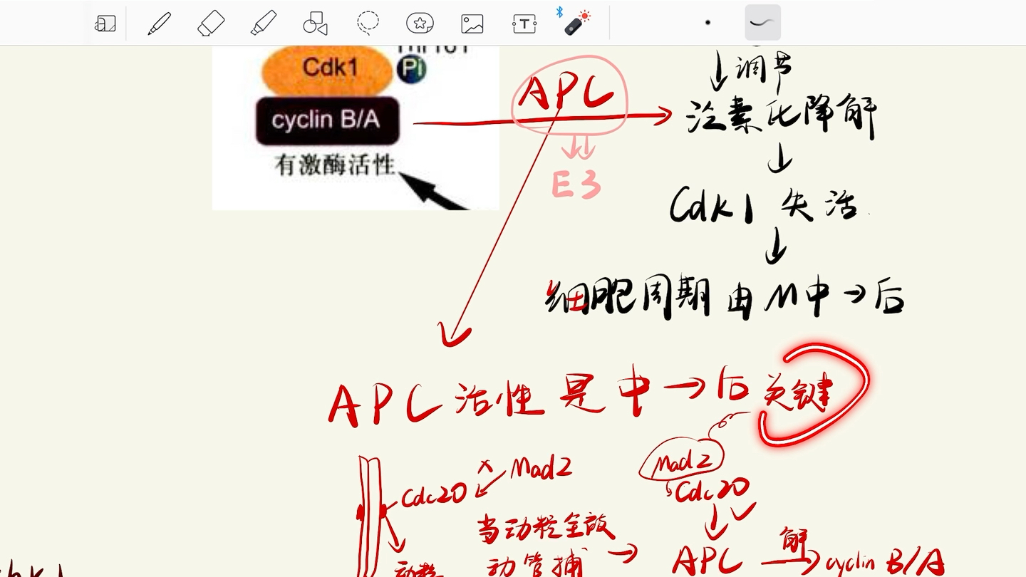 细胞增殖调控 cdc基因,周期蛋白,CDK激酶 逻辑梳理哔哩哔哩bilibili