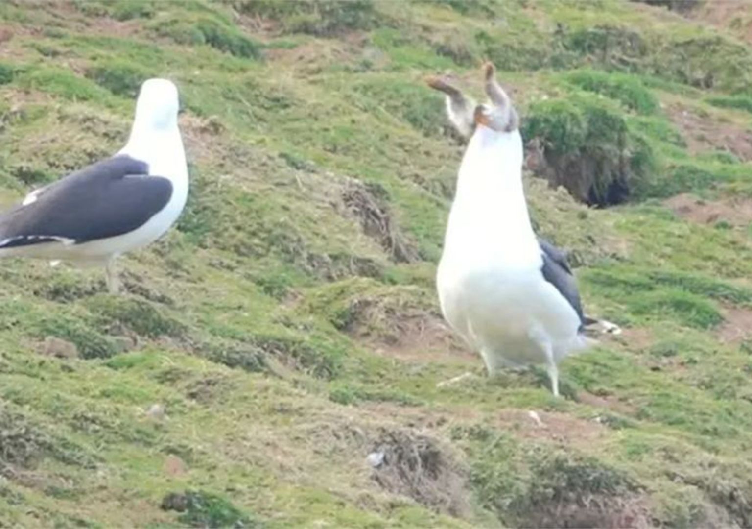 海鸥抓住兔子一口吞下,丝毫竟没有停顿,镜头拍下罕见一幕!