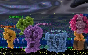 下载视频: （双语）生化（生物化学）呼吸链（电子传递链）