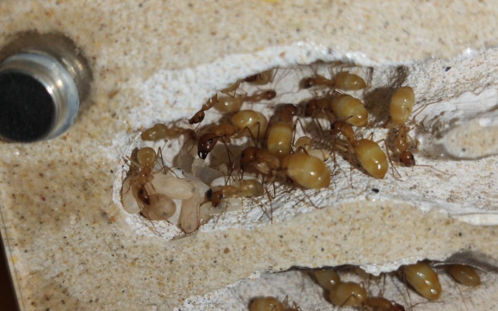 全黄小蜜罐～全黄弓背蚁的大肚子