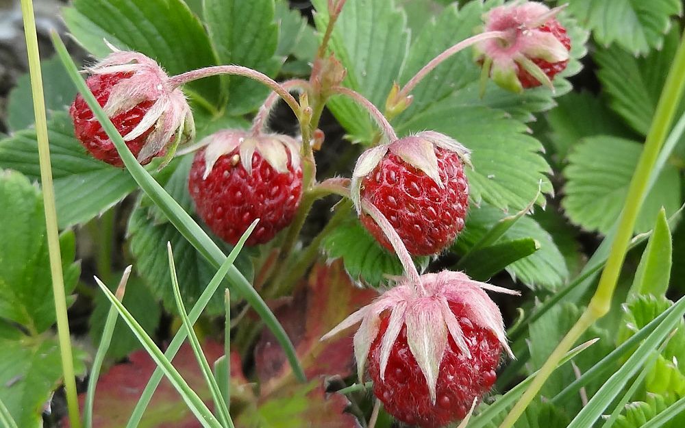 绿草莓fragariaviridis