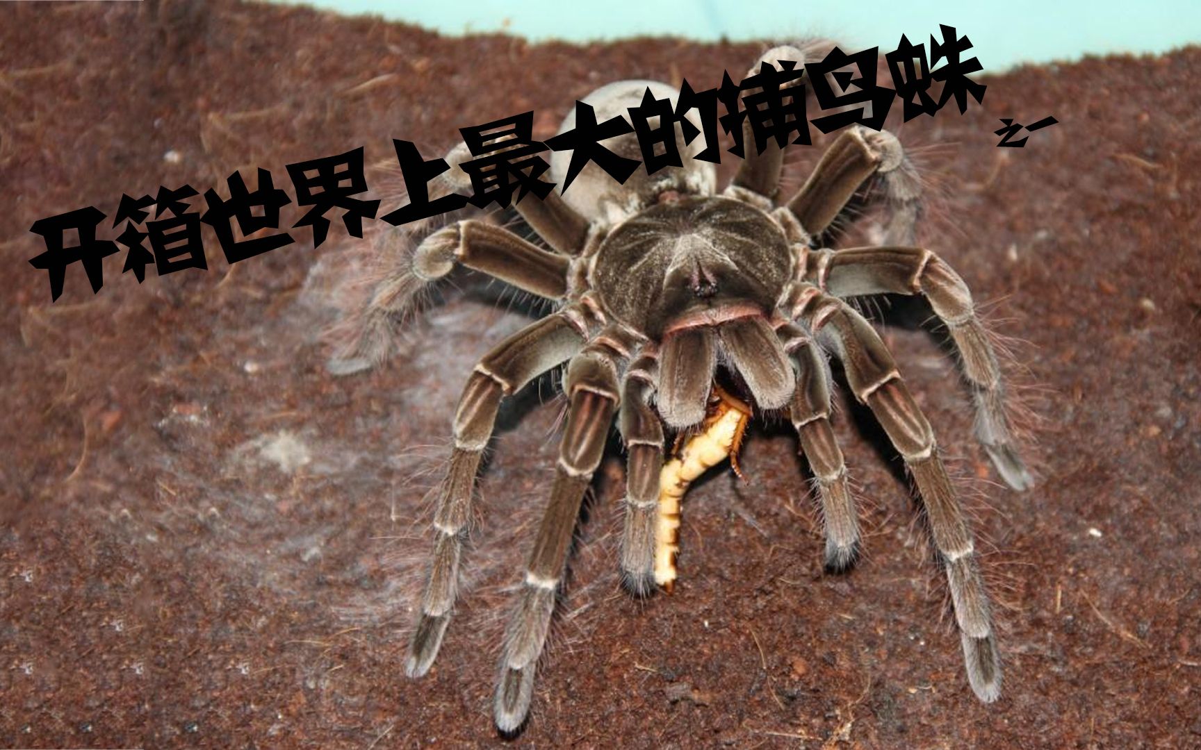 【勃艮第巨人捕鸟蛛】一次成功的开箱_哔哩哔哩_bilibili