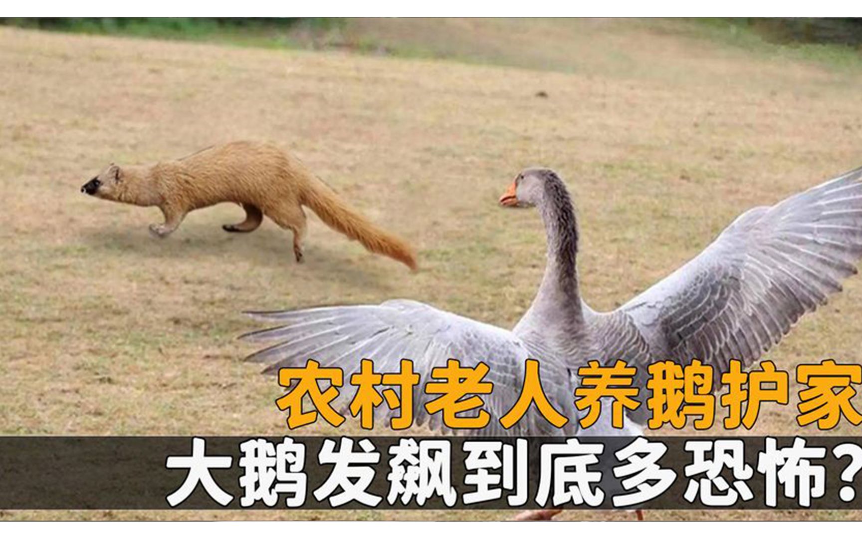 农村老人养鹅护家,鹅屎都能吓跑黄鼠狼,大鹅发飙到底多恐怖?