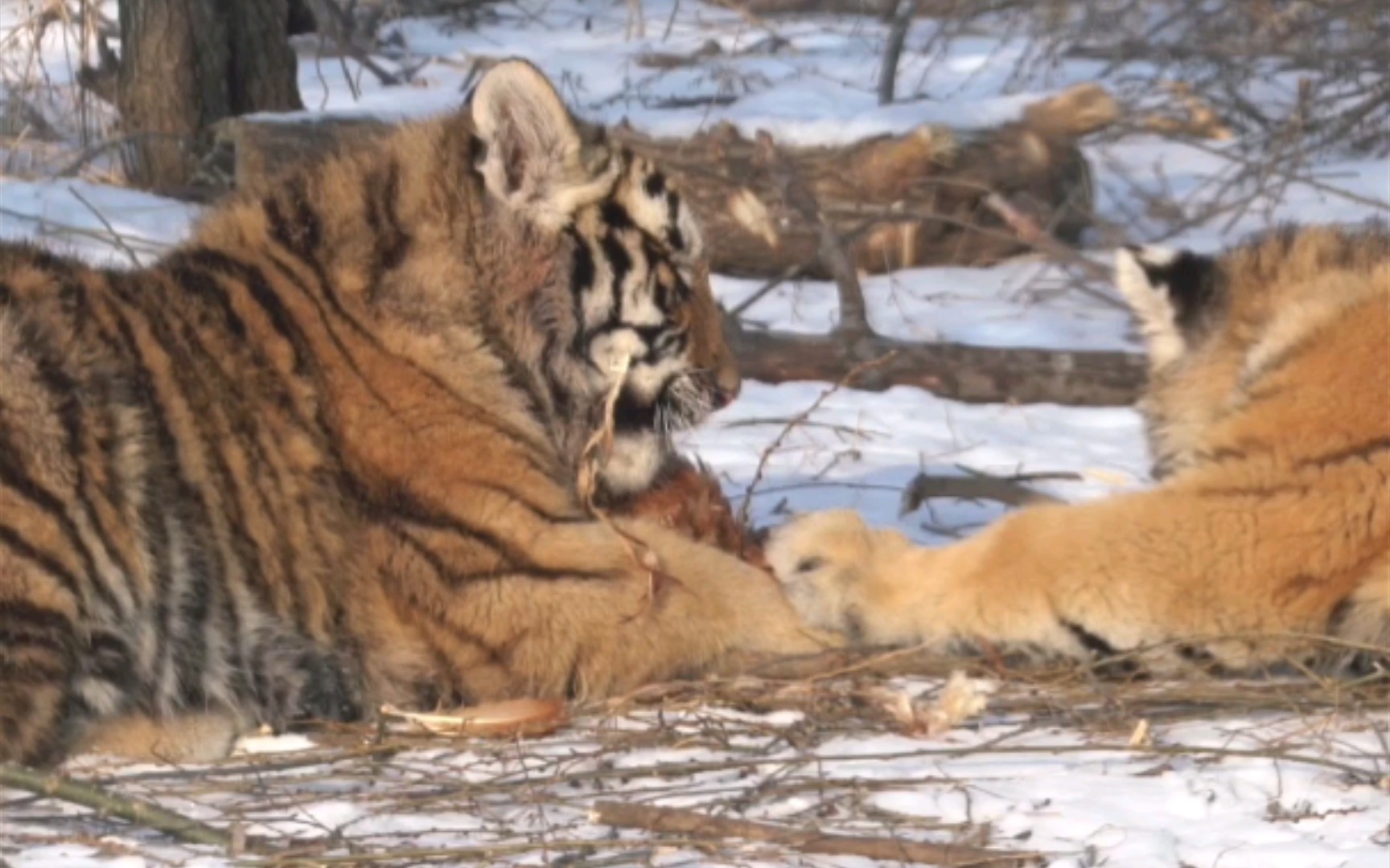活动作品全散放小老虎锻炼捕食活鸡