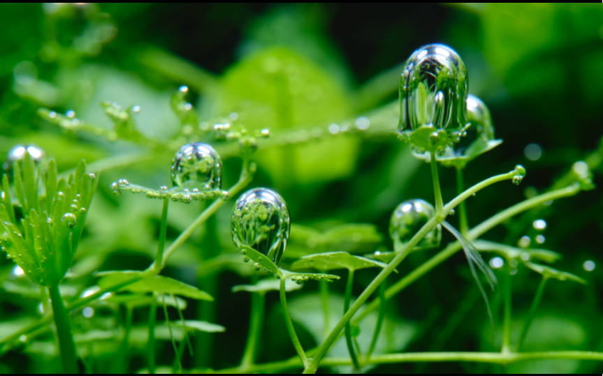 天胡荽 (学名:Hydrocotyle sibthorpioides Lam.)是伞形科天胡荽属植物哔哩哔哩bilibili