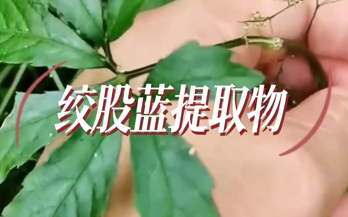 绞股蓝提取物的功效和作用,兽用绞股蓝提取物的用法用量功能主治配伍哔哩哔哩bilibili