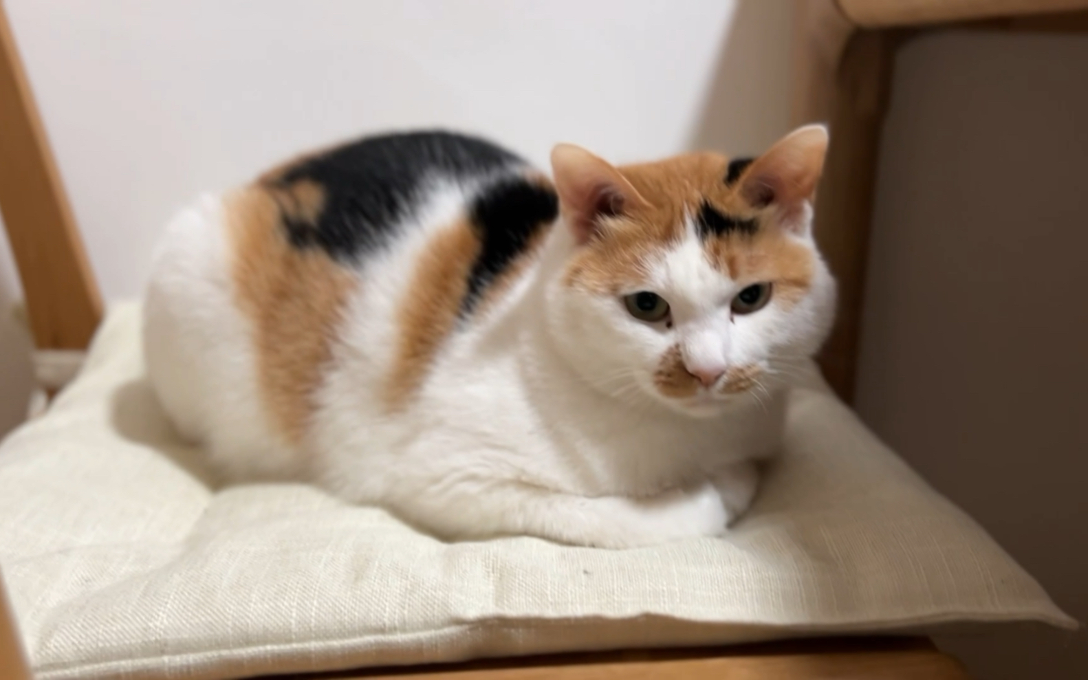 很会享受的可爱三花,每天发出撒娇奶叫声#三花猫#喵星人#田园猫