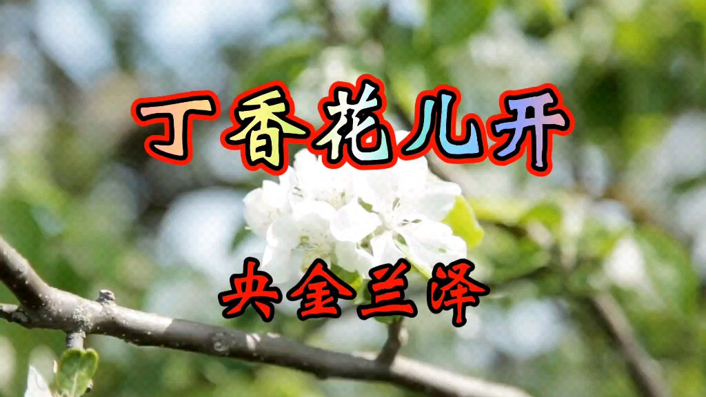 [图]醉人的歌，迟到的遇见，好听的一首《丁香花儿开》醉美醉人