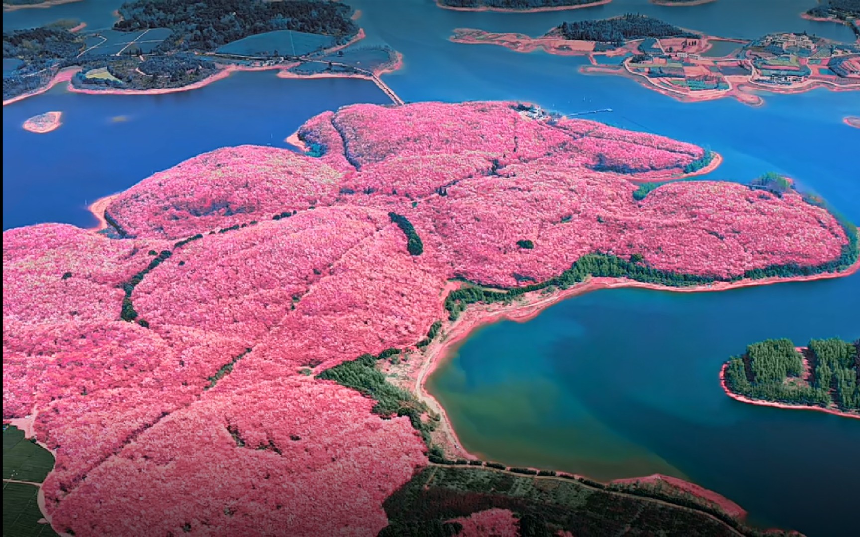 世界上最大的樱花园图片