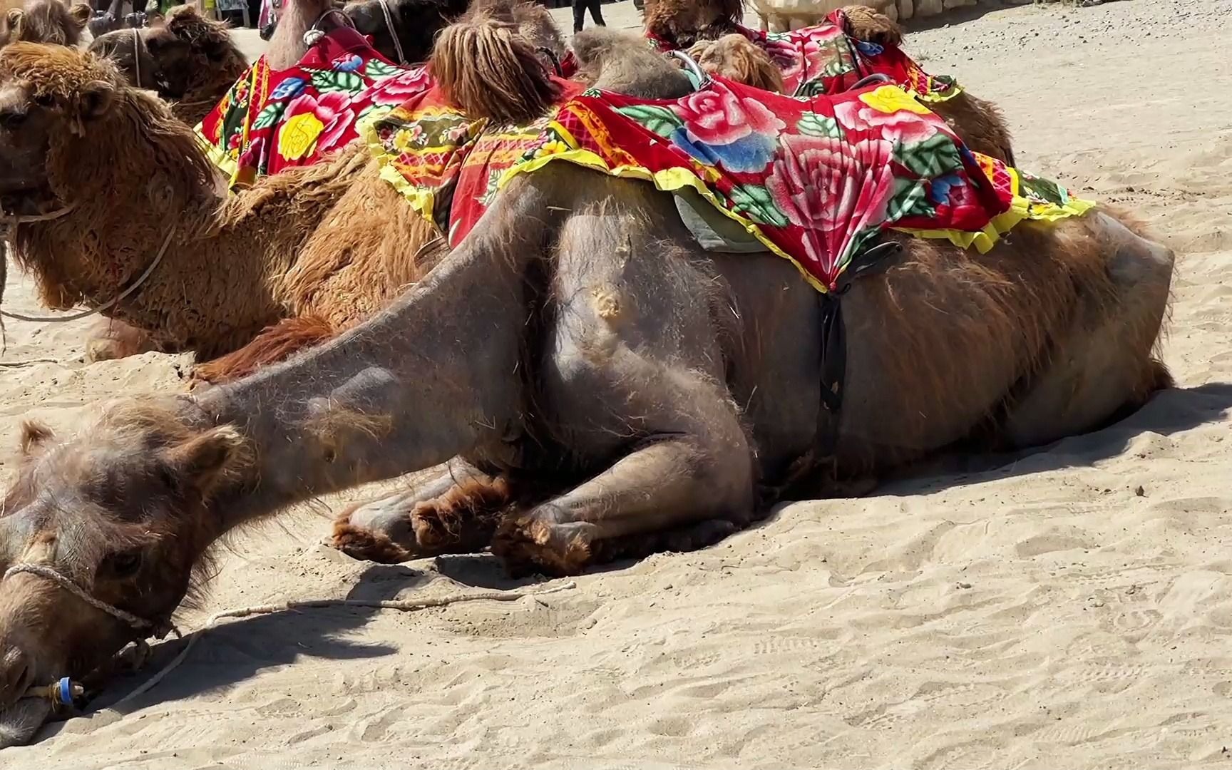 [图]家人的幸福之旅