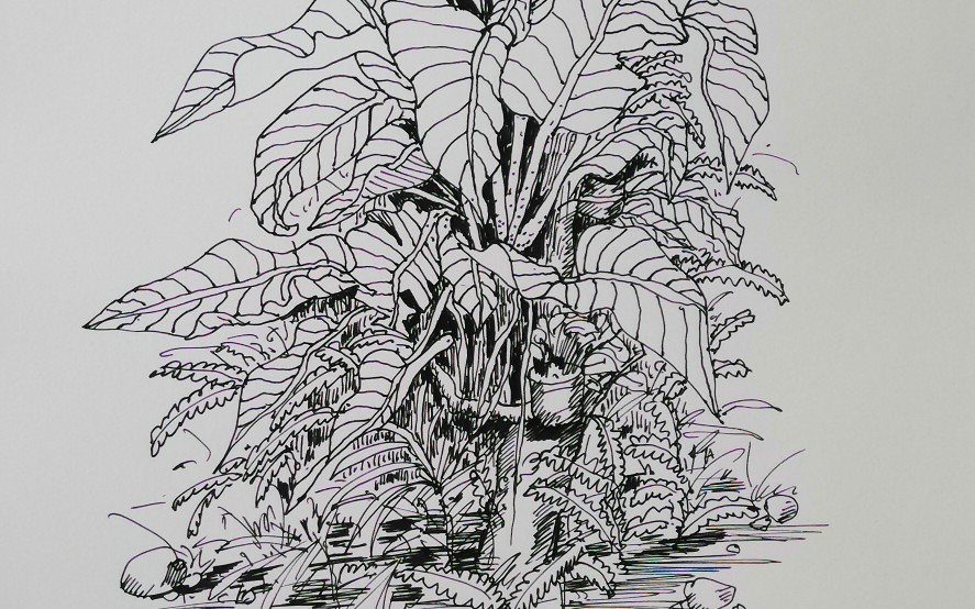 亚力油画-钢笔速写小芭蕉叶的画法