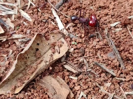 过于显眼,光滑芭切叶蚁超级大工巡逻