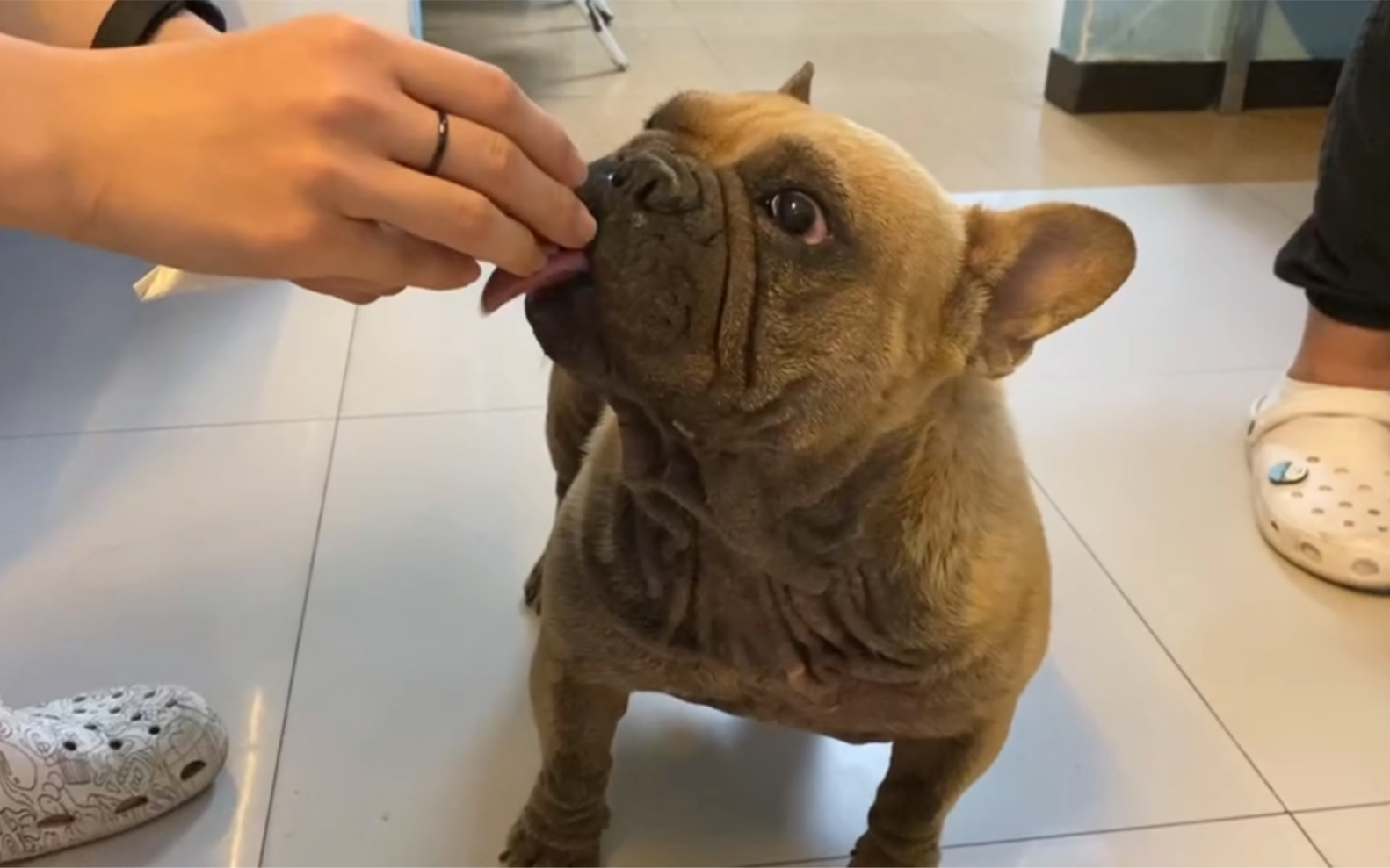 鍏ㄨ韩娴偪鐨勬枟鐗涜窡鑰佸ザ濂跺吇鐨勭嫍鐙楋紝涓や釜琚洶鍦ㄥ