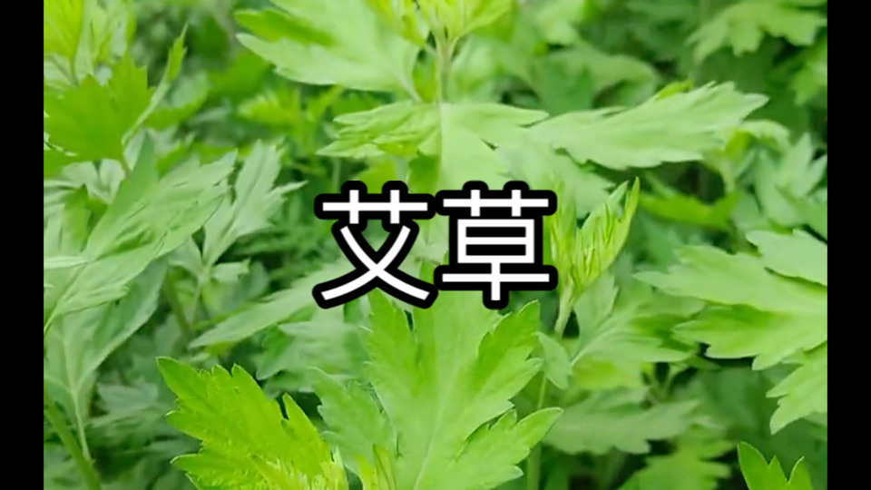 艾草,你的家乡有这种植物吗?哔哩哔哩bilibili