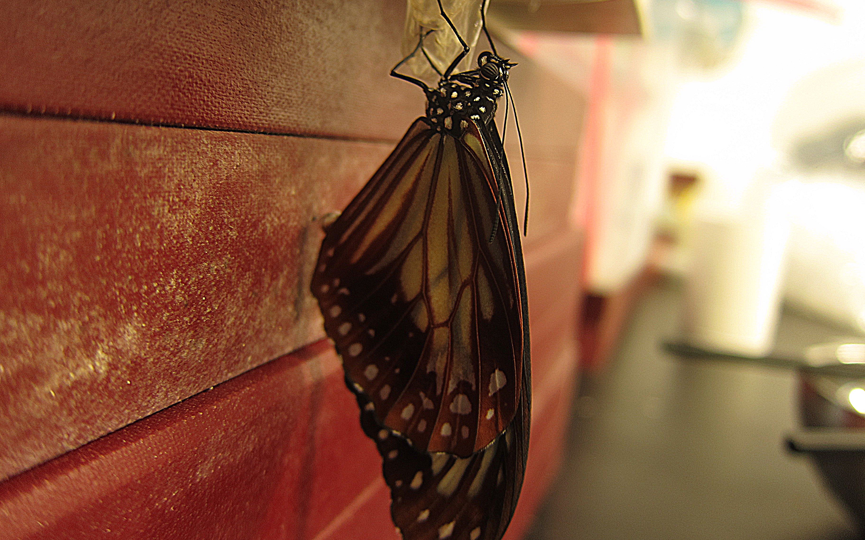 【鸭蛋剪辑】大绢斑蝶生活史(重点在羽化啊啊啊啊啊~)