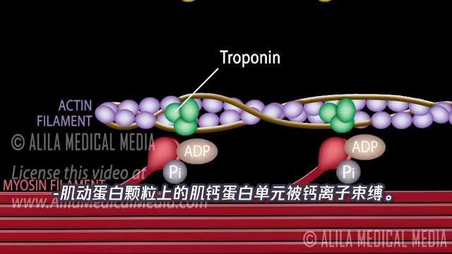 医学科普肌肉收缩的机制介绍哔哩哔哩bilibili