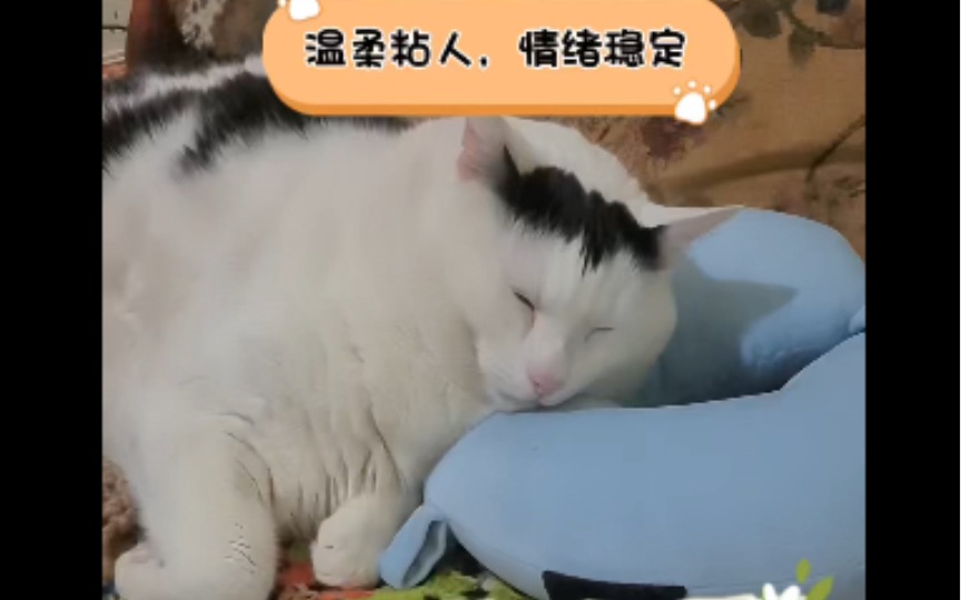 【huh猫睡觉合集】情绪稳定,温柔粘人哔哩哔哩bilibili