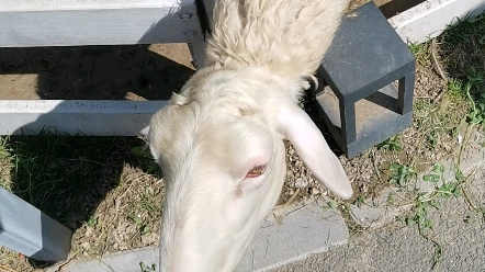 羊 吃胡萝卜 咔吱咔吱