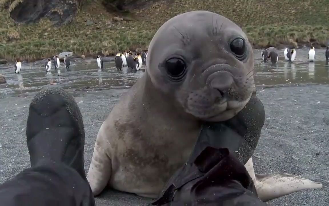 海豹畸形图片