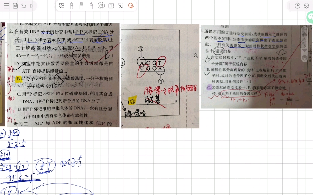 基因分离定律,脱氧核糖核苷酸哔哩哔哩bilibili