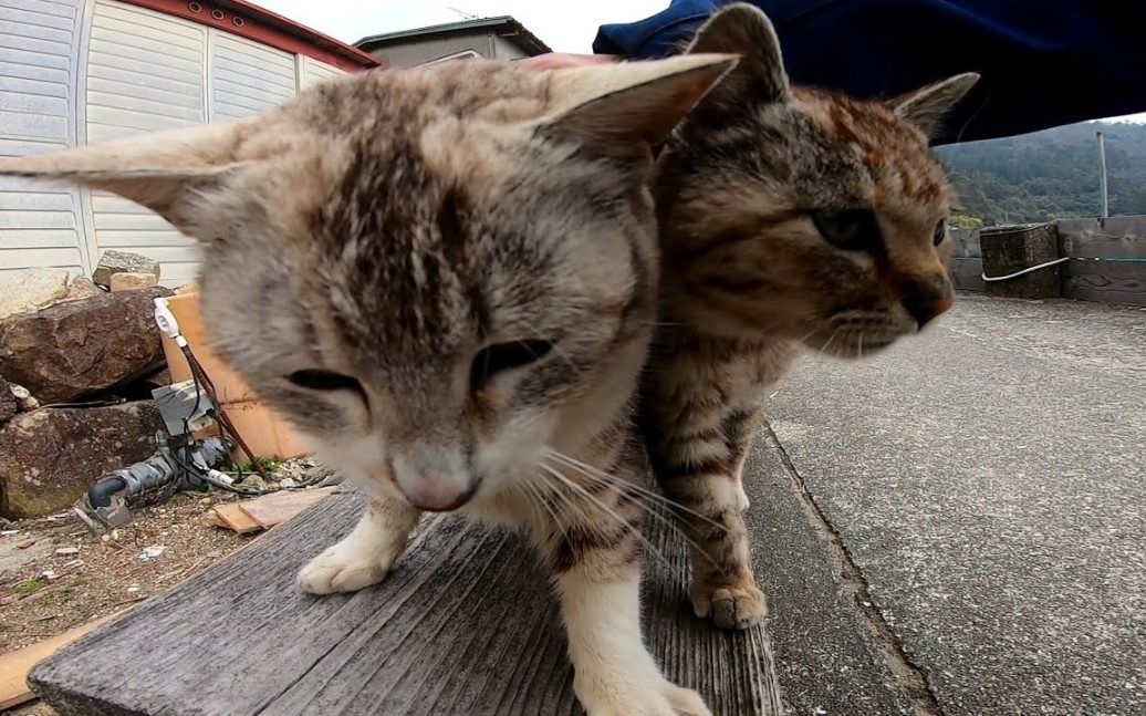 小猫骑在膝盖上