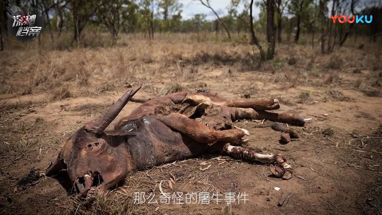巴西屠牛事件图片图片