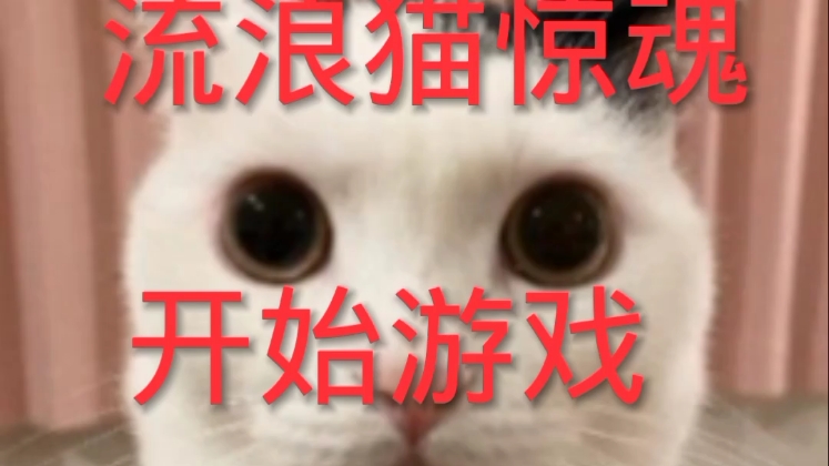 流浪猫惊魂剧情讲解(1)哔哩哔哩bilibili