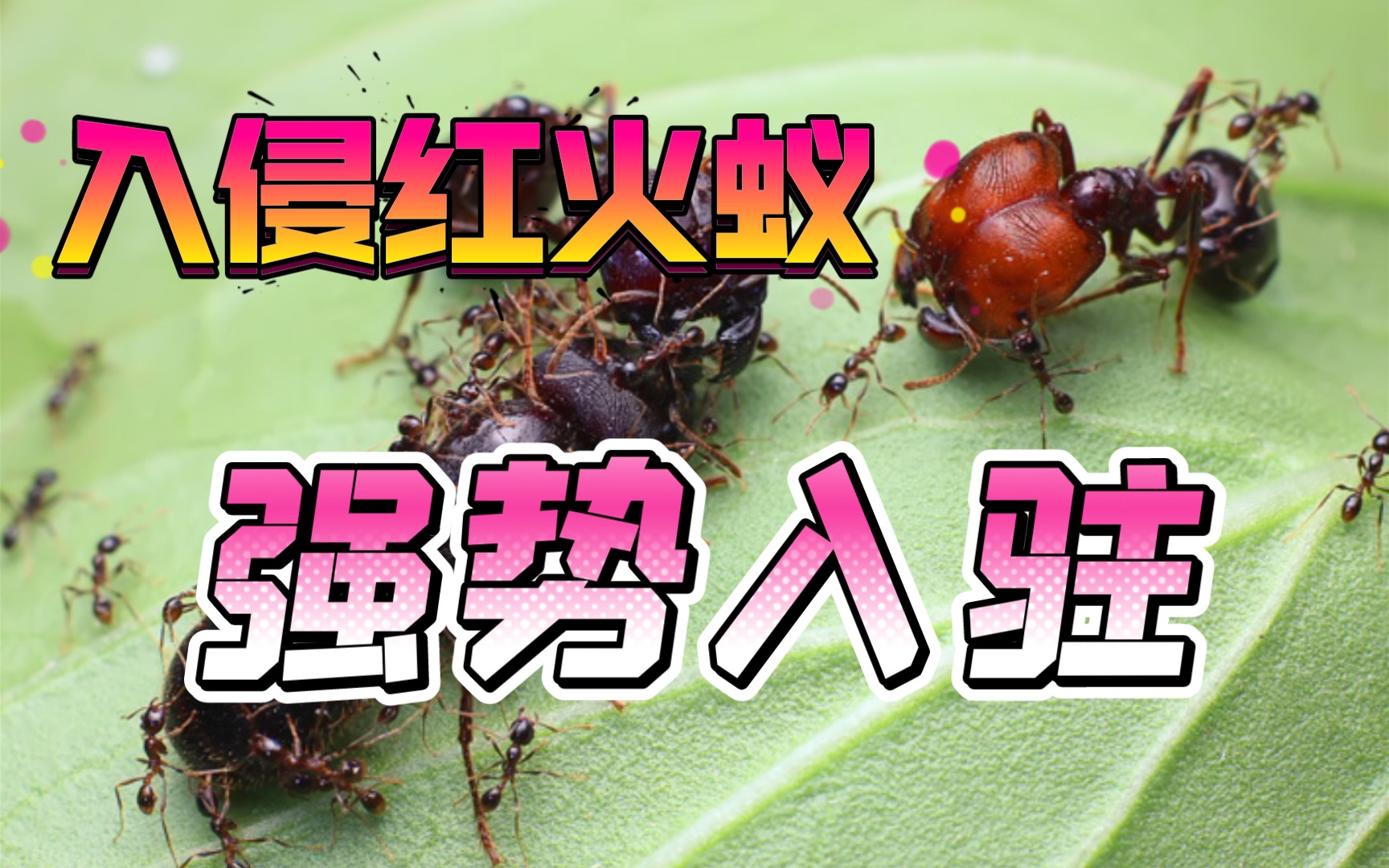 入侵红火蚁再一次入侵战场