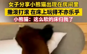 下载视频: 女子分享小熊猫出现在房间里，撒泼打滚，在床上玩得不亦乐乎，小熊猫：这么软的床归我了