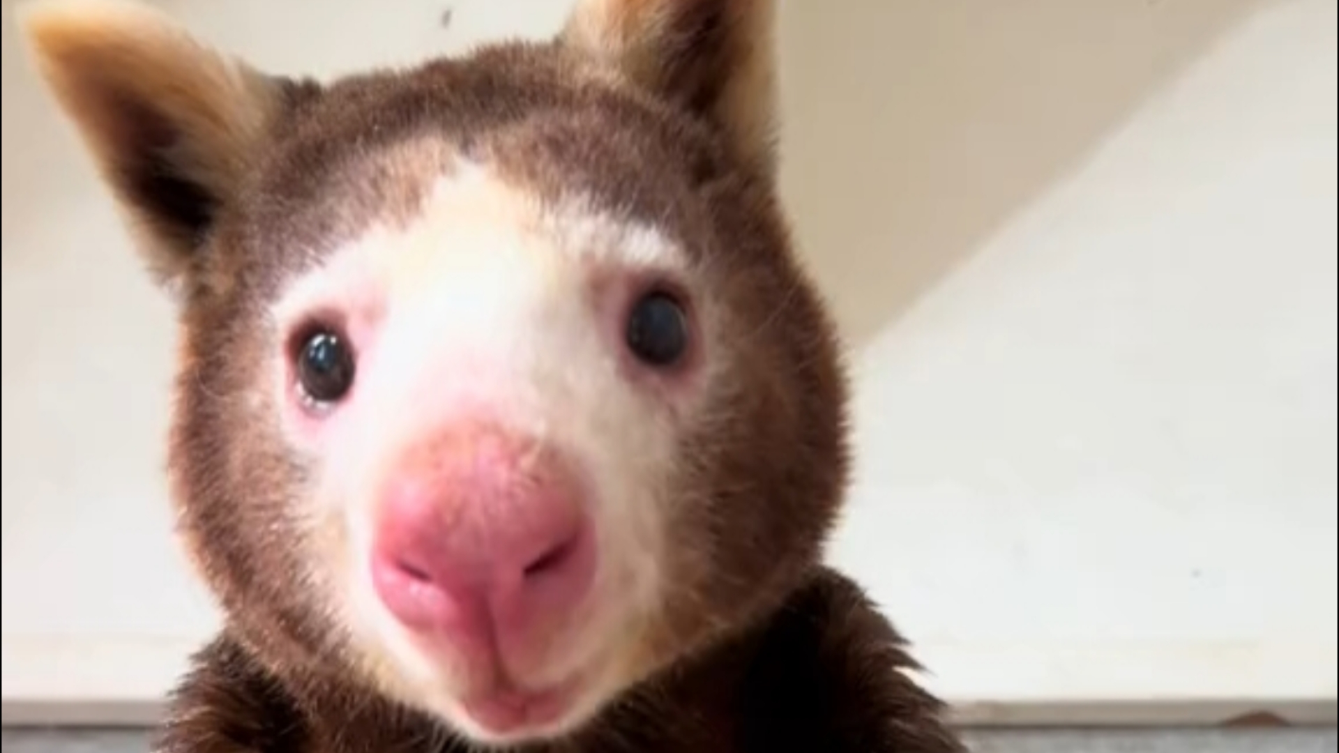 一只可爱树袋鼠