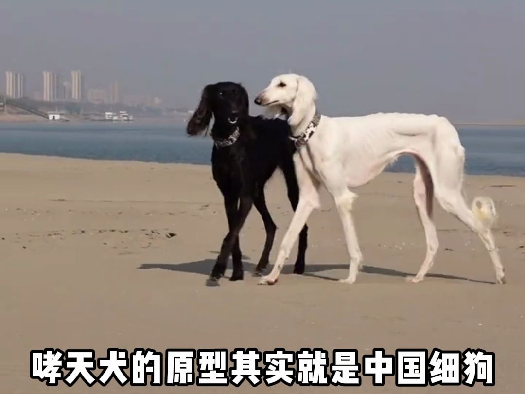 我国的这种狗居然是哮天犬哔哩哔哩bilibili