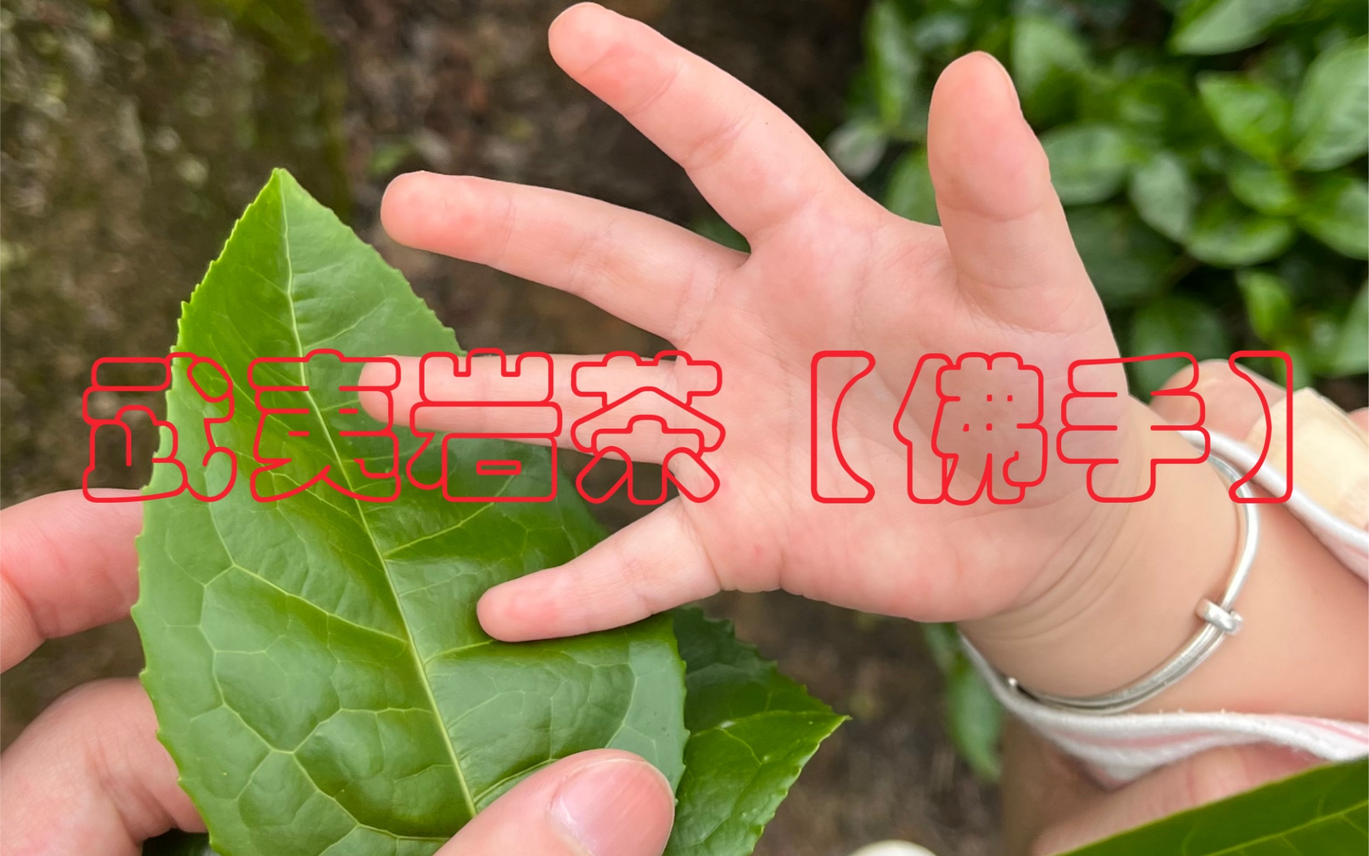 武夷岩茶【佛手】