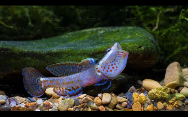 海南三更罗吻虾虎开箱._哔哩哔哩_bilibili