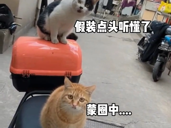 两只猫:一个愣住 一个困惑哔哩哔哩bilibili