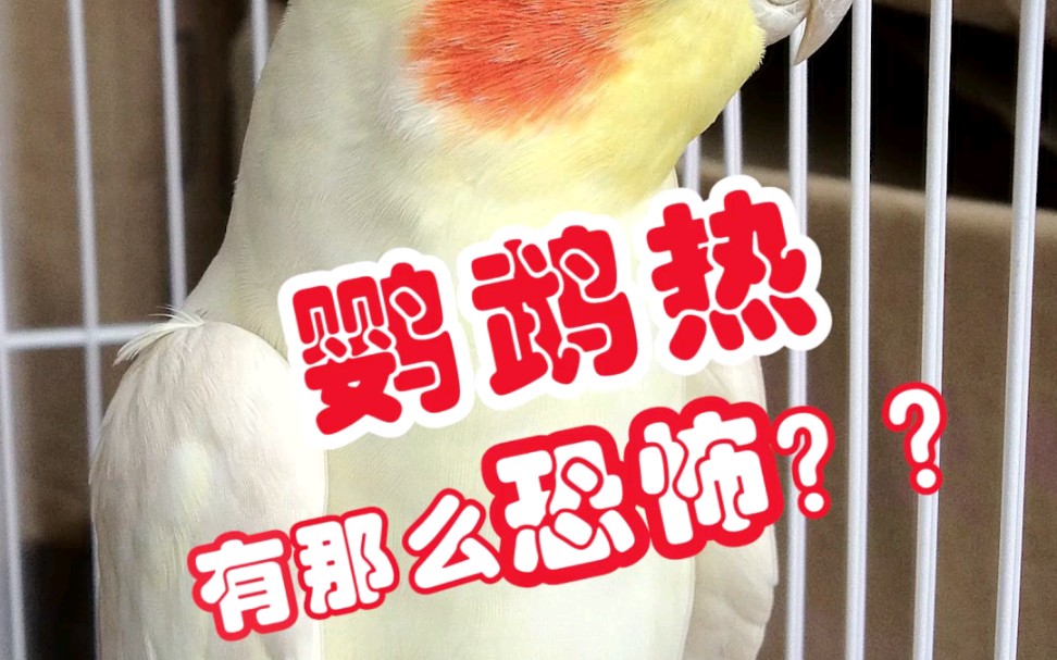 鹦鹉热没那么恐怖不要自己吓自己