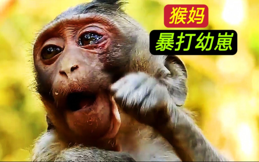 丧心病狂,为了给幼崽断奶,猴妈暴打小猴子