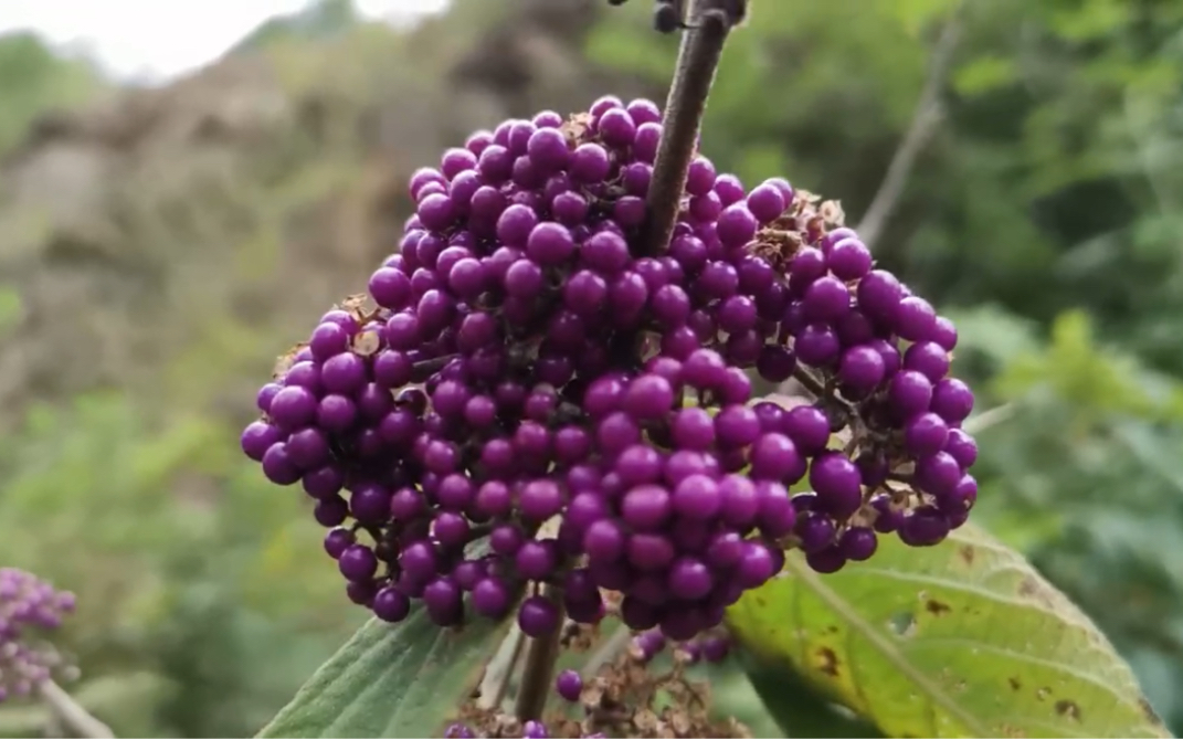 这紫果也是一绝吧,就是不知道能不能吃