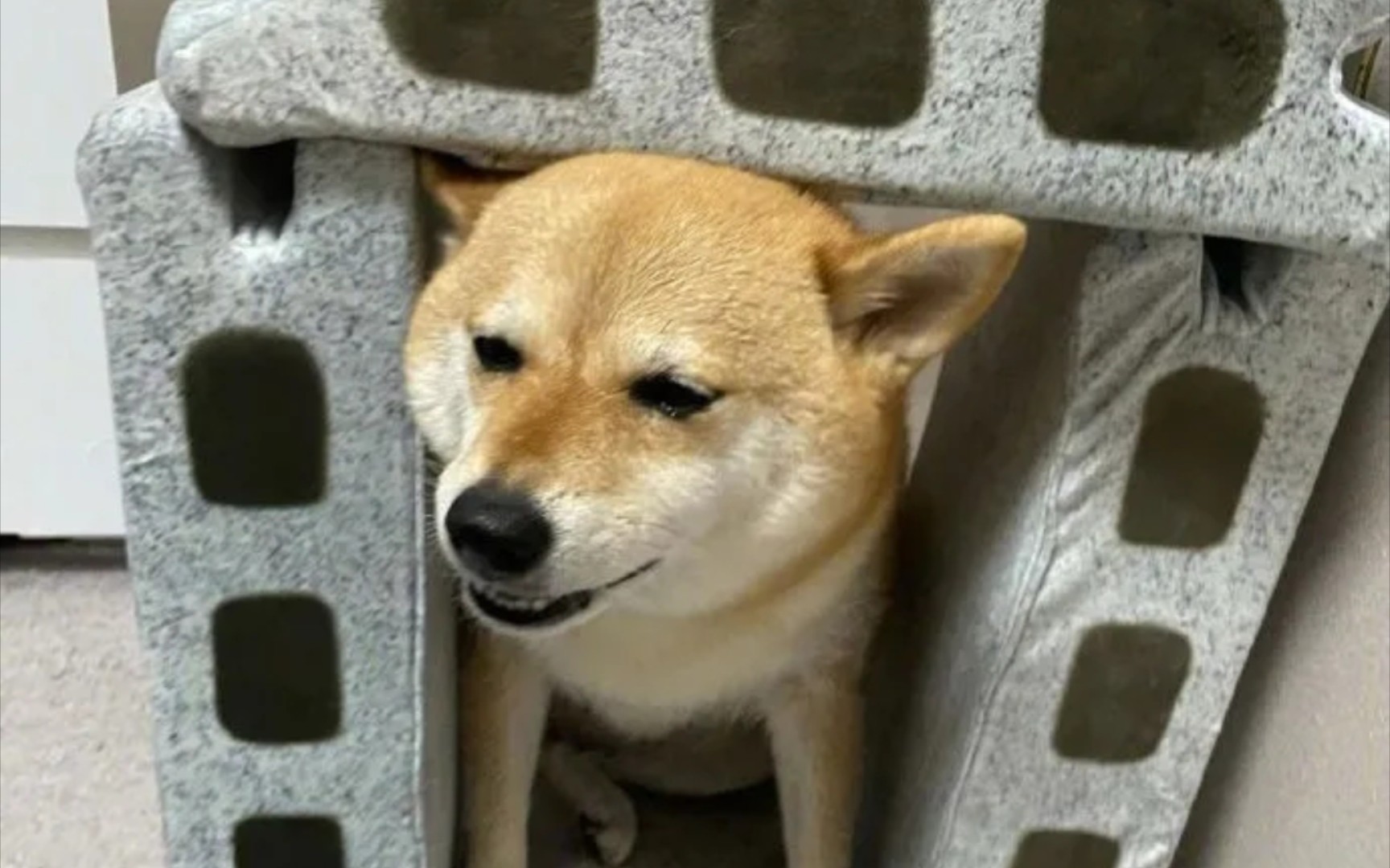 搬砖狗的妥协_哔哩哔哩_bilibili