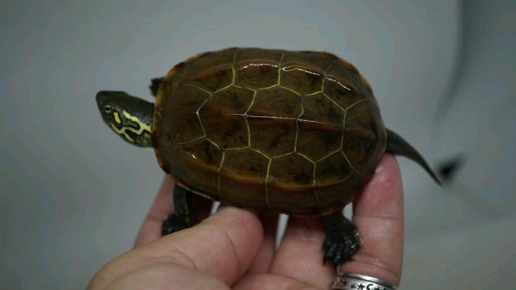 【草龟】锈墨彩出(日常)田黄粗头纹小公草龟_哔哩哔哩 (゜-゜)つロ