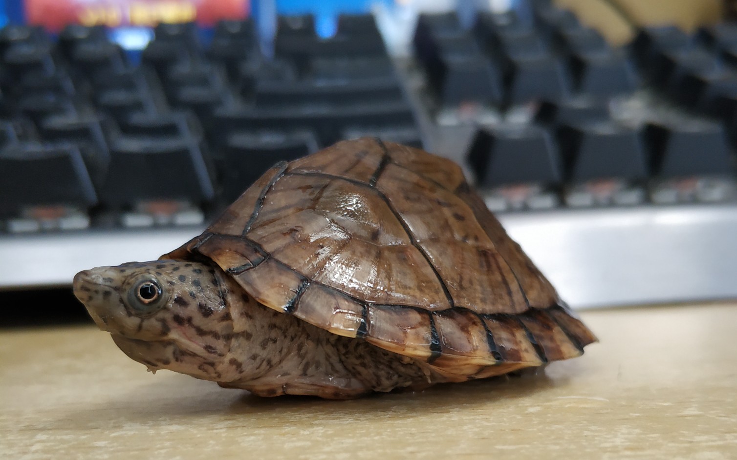 【剃刀龟】一小段喂食片段,吃东西老是撒的到处都是