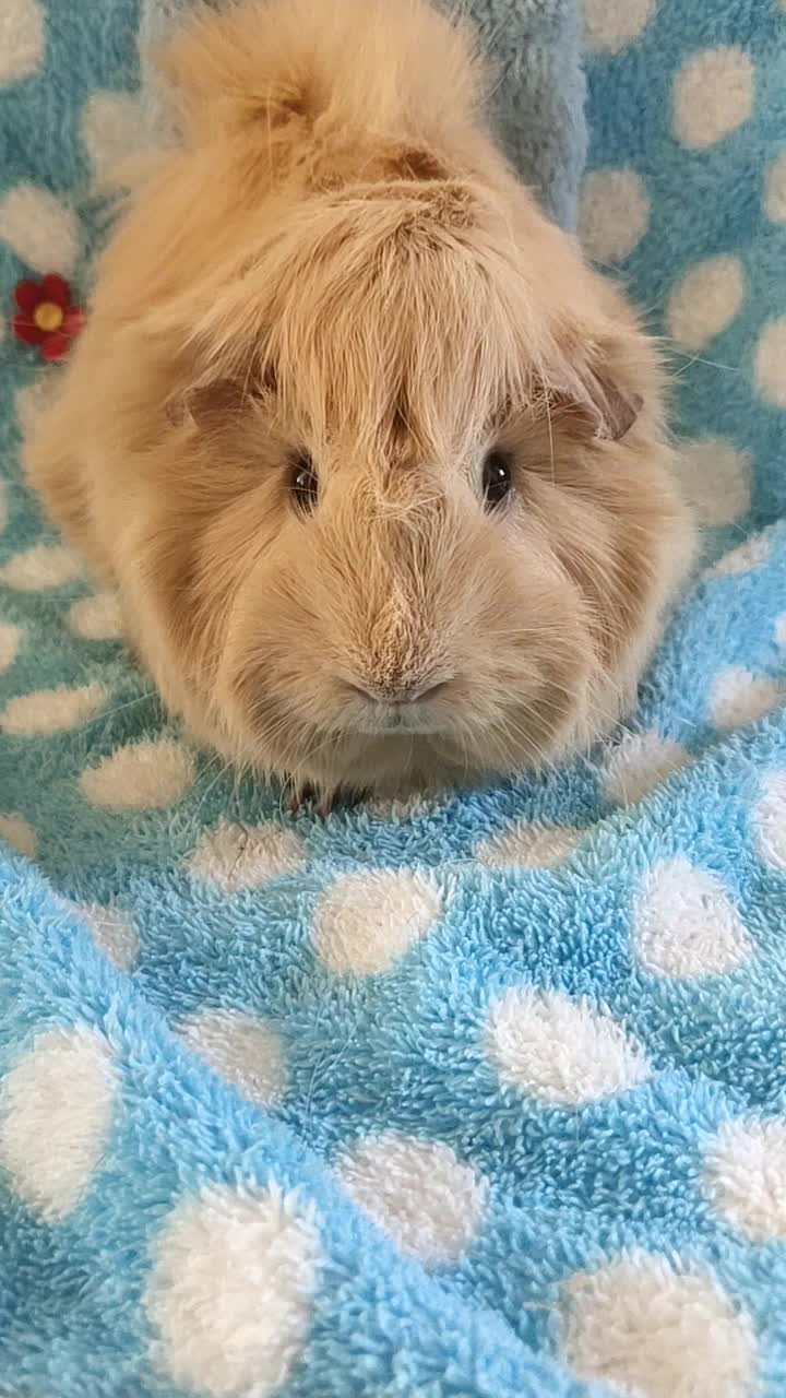 短脸型包子脸英种短逆奶油色荷兰猪垂耳朵mm,荷兰猪豚鼠成年