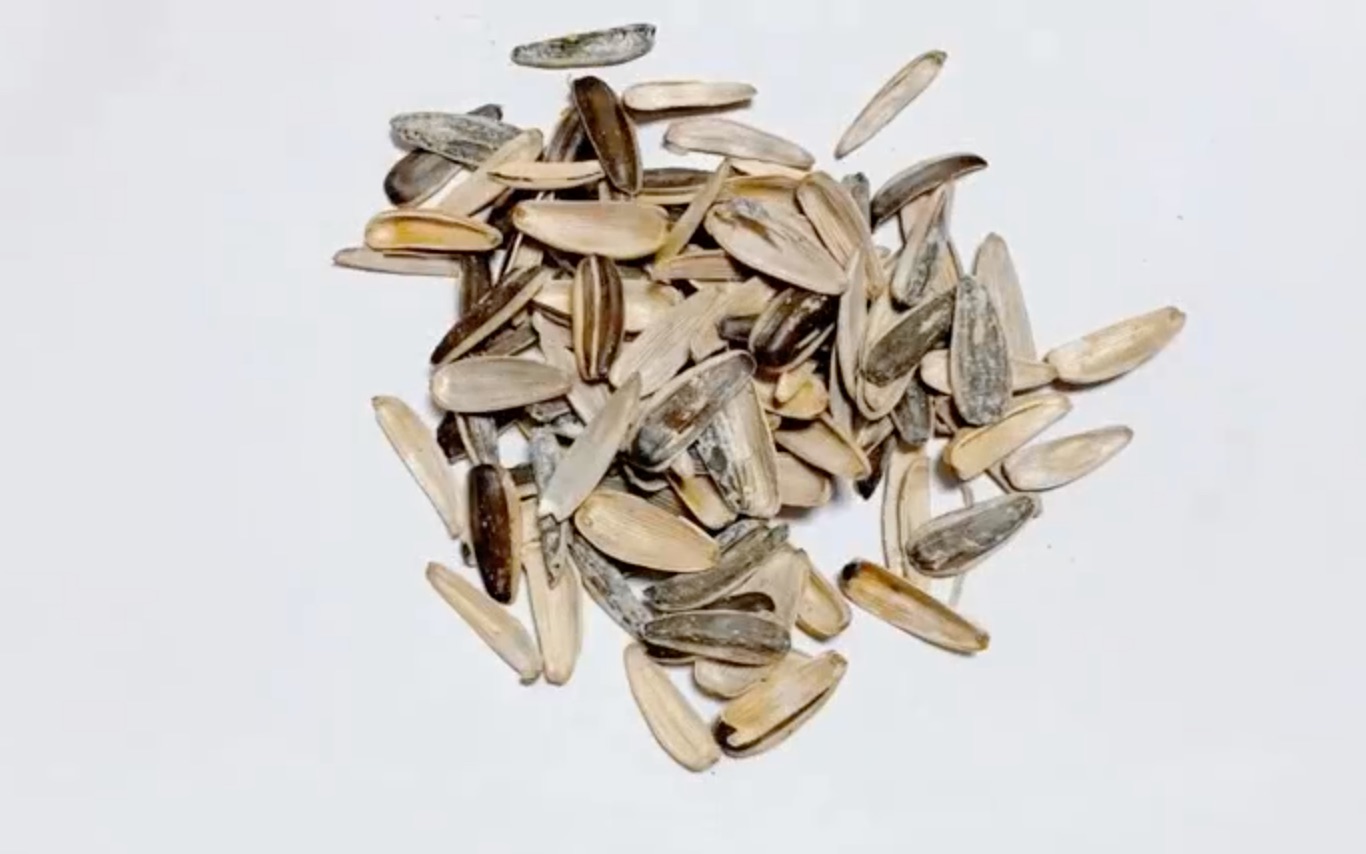 【创意手工】瓜子皮也可以这么艺术