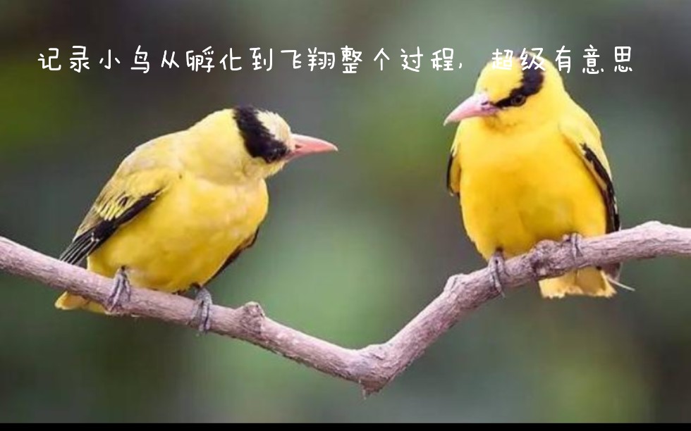 记录小鸟成长过程,非常有意思