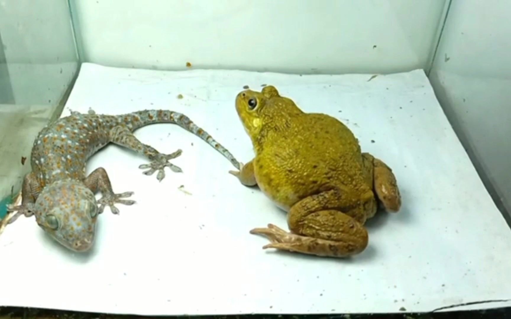 巴掌大的豹纹守宫vs黄金癞蛤蟆,谁比较占便宜?