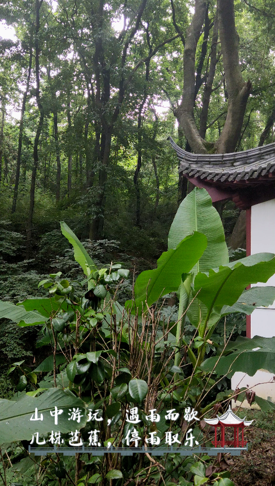 [图]山中闲趣雨打芭蕉