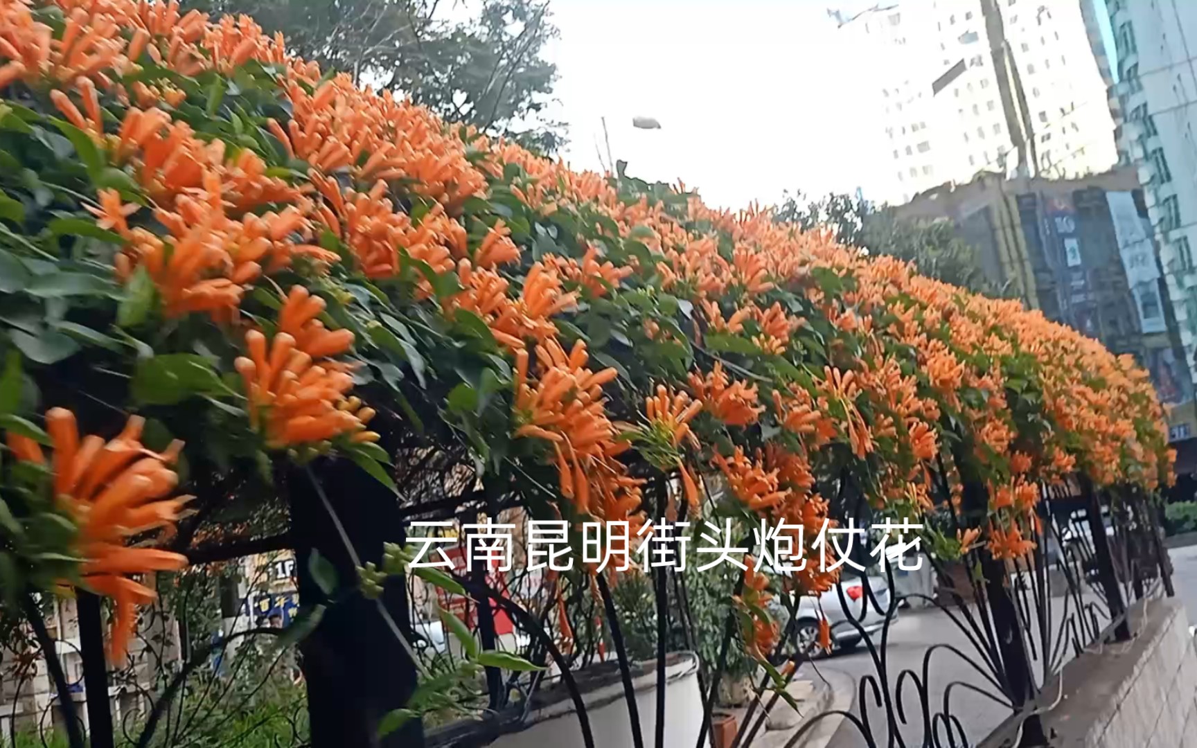 云南昆明街头炮仗花哔哩哔哩bilibili