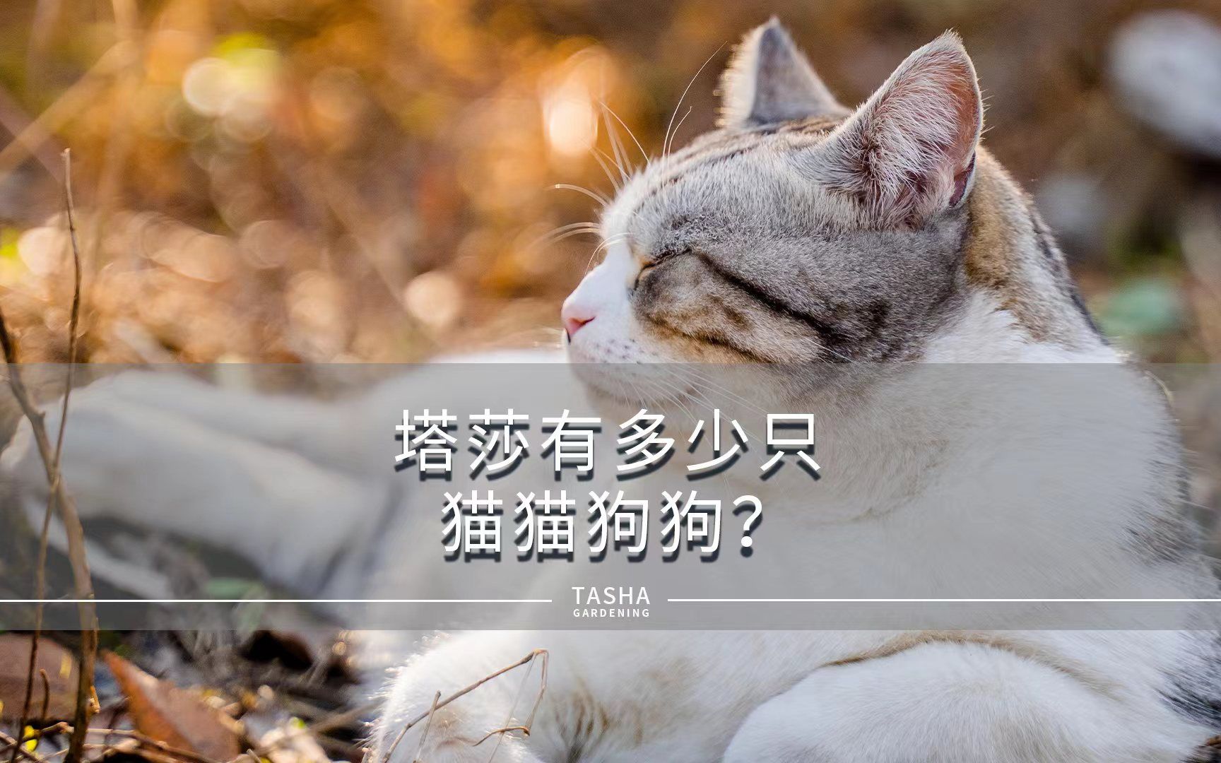 [图]塔莎有多少只猫猫狗狗？