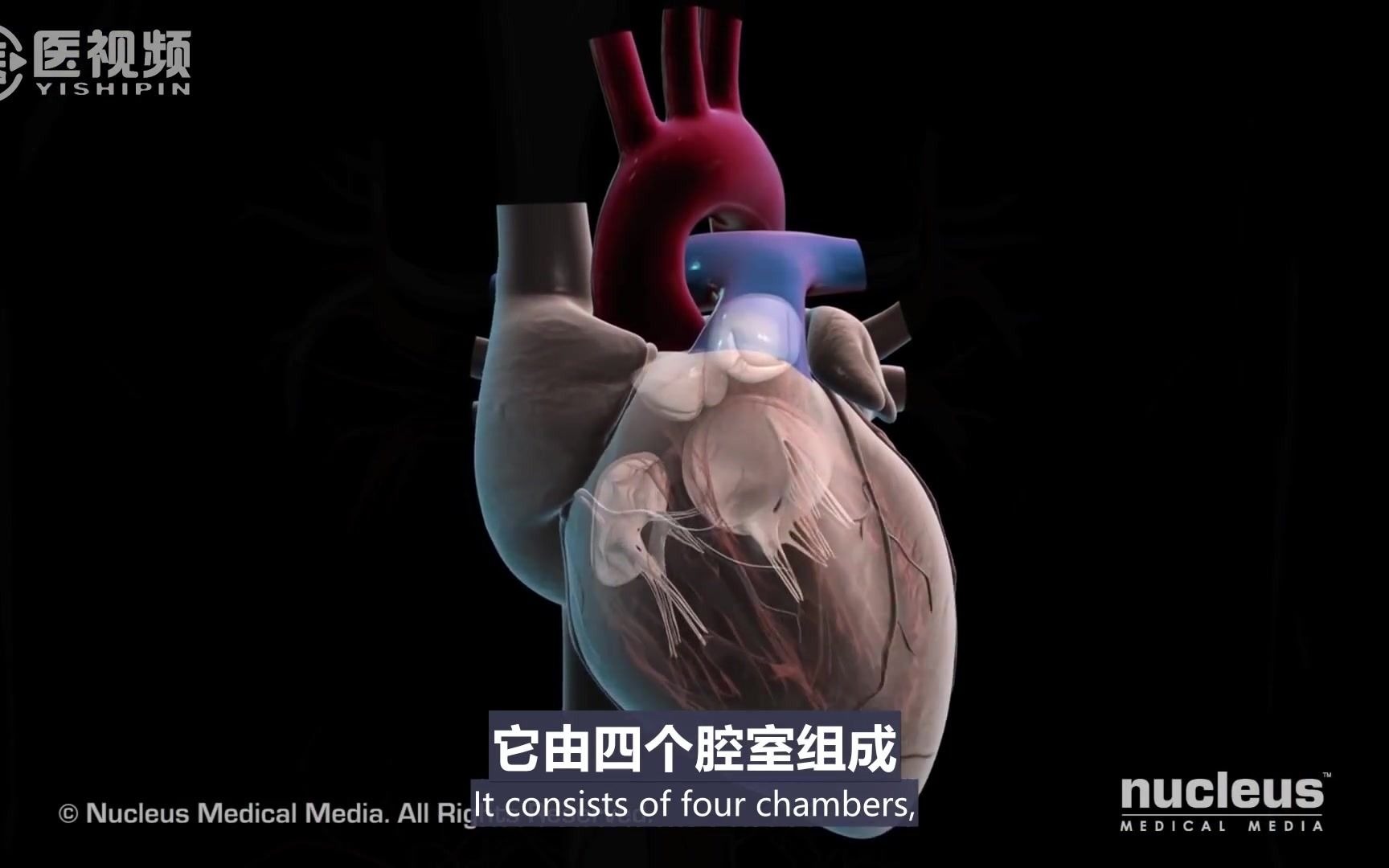 【医学双语视频】主动脉瓣置换术哔哩哔哩bilibili